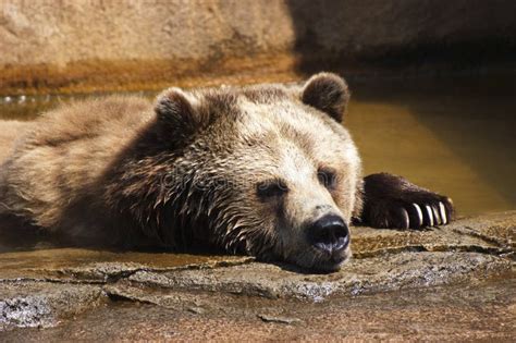 Grizzly Bear Closeup Detail With Claws In Water Stock Photo Image Of