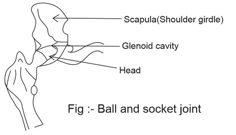 What Is Joint Explain Ball And Socket Joint Along With Diagram