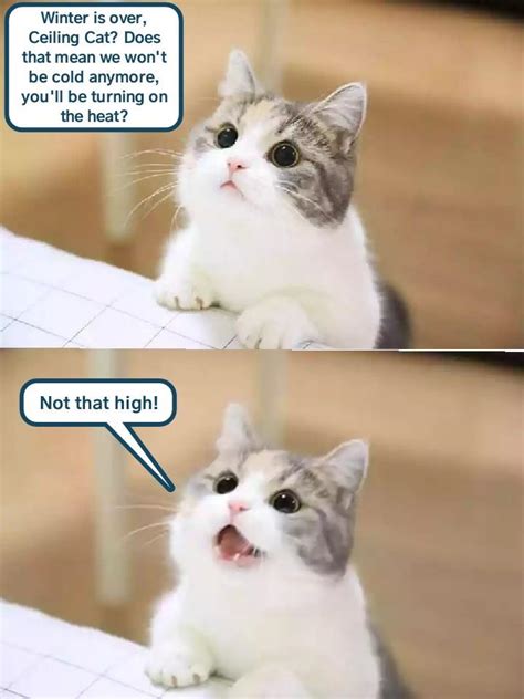 Not That High Lolcats Lol Cat Memes Funny Cats Funny Cat Pictures With Words On Them