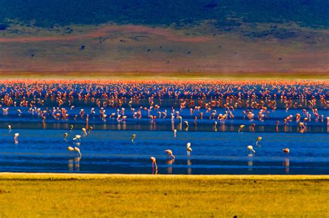 Flamingos On Lake Magadi Ngorongoro Crater Ngorongoro Conservation