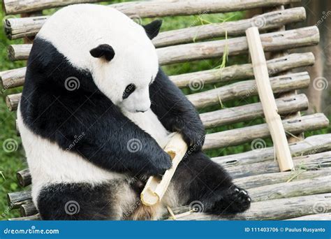 Giant Panda Eating Bamboo At Zoo Stock Photo Image Of Habitat Forest