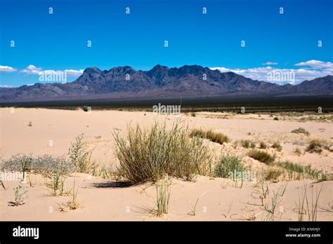 Kelso Dunes Kelso Dune Fields Mojave Desert National Preserve