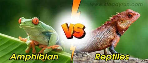 Difference Between Amphibian And Reptiles Differences