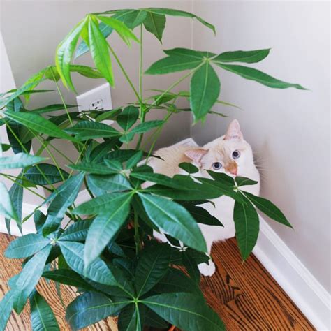 The money tree is considered a powerful symbol of good luck and prosperity. Bringing nature indoors: house plants that are safe for cats! - The Small Things Blog