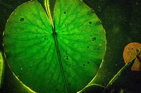 Leaf Light Green Nature Reflection Water Lily Lily Pad Plant Part