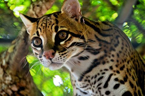 Ocelot 4k Ultra HD Fondo De Pantalla And Fondo De Escritorio