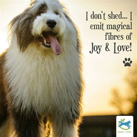 Sheepdog (2004) quotes on imdb: I don't shed... | Old english sheepdog, Dog friends, English sheepdog