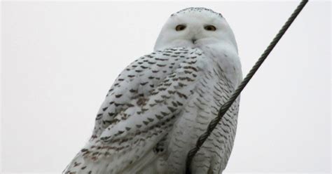 Snowy Owl Report For Ohio With Regular Updates Ohio