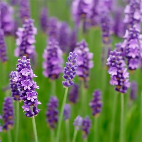 9 Of The Best Smelling Flowers That Belong In Your Garden Birds And