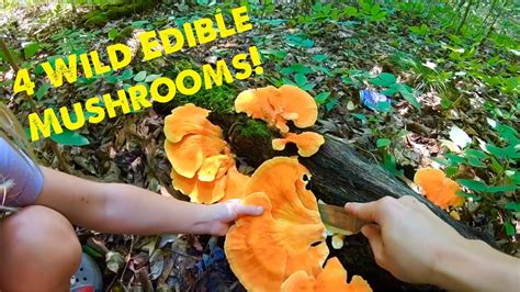 Four Wild Edible Mushrooms Of The Midwest Youtube