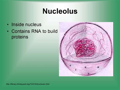 Cell Structure Function презентация онлайн