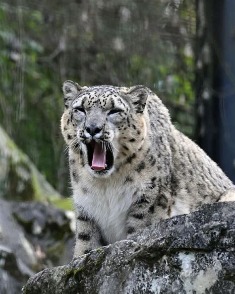 Can You Find The Two Snow Leopards Hiding In The Himalayan Mountains