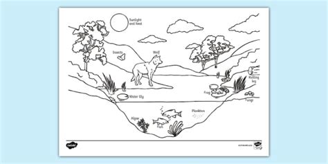 Free Ecosystem Labelled Colouring Sheet Colouring Sheets