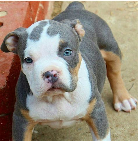 Texas size bullies american pocket bullies and micro exotic bully for sale. 633 best images about American Bully - Micro, Pocket, Classic, Standard, XL & XXL on Pinterest ...