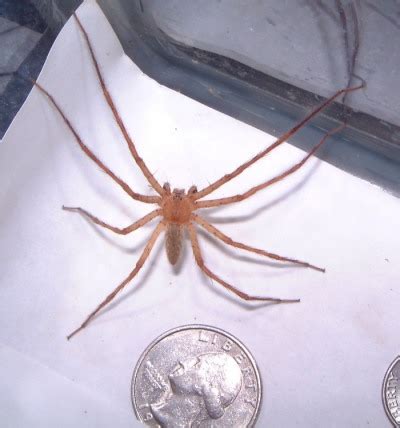 Greatly supported by this live action cast intro sequence. Found on basement door near a black/brown fishing spider of similar size. 3 miles from nearest ...