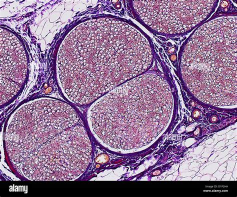 Nerve Tissue High Resolution Stock Photography And Images Alamy