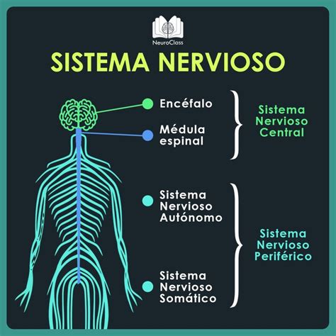 Infograf As Neuroclass Neurociencia Y Educacion Sistema Nervioso Anatomia Y Fisiologia Humana