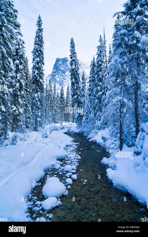 Mt Burgess And Snow Covered Pine Trees Yoho National Park British