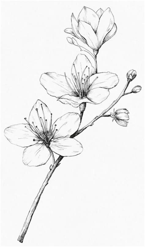 Gambar tato bunga sakura gambar bagus. Gambar 3 Dimensi Bunga Sakura - Gambar Kehidupan | Gambar ...