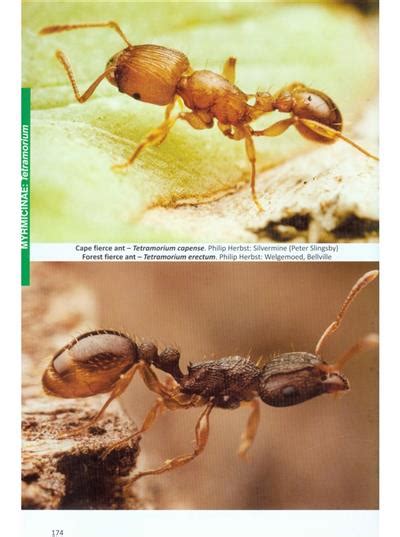 Ants Of Southern Africa The Ant Book For All By Slingsby P