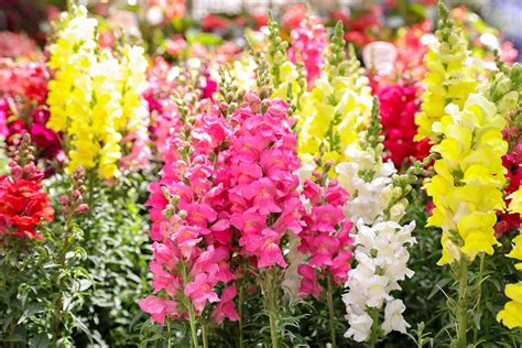 23 Of The Best Snapdragon Varieties To Grow At Home Gardeners Path