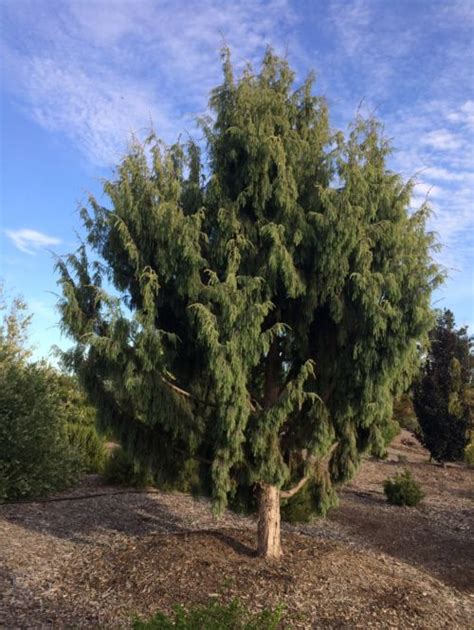 10 Types Of Juniper Trees That Everyone Should Know American Conifer Society 2022