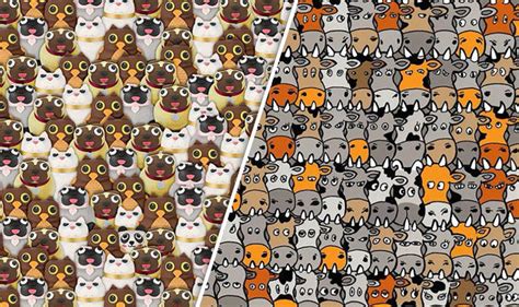 Can You Find Pete The Panda Brainteaser Leaves Internet Stumped