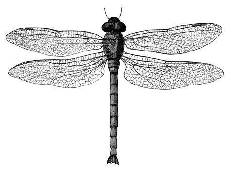 Free Dragonfly Illustration Download Free Dragonfly Illustration Png