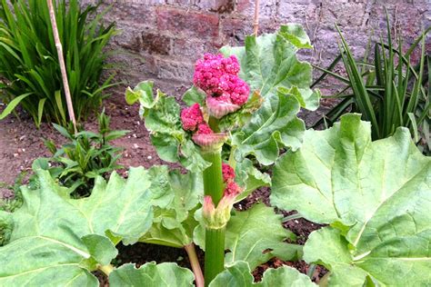 An Urban Veg Patch Cut It Out Cure And Prevention For Flowering Rhubarb