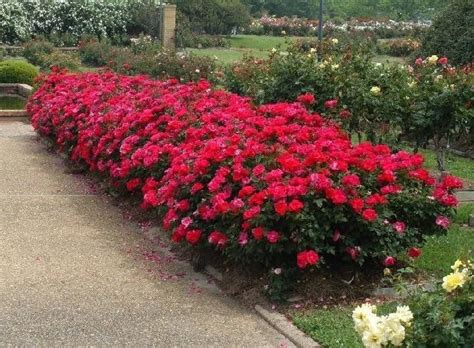 Double Knockout Roses The Most Popular Rose Knockout Roses Double Knockout Roses Rose Hedge