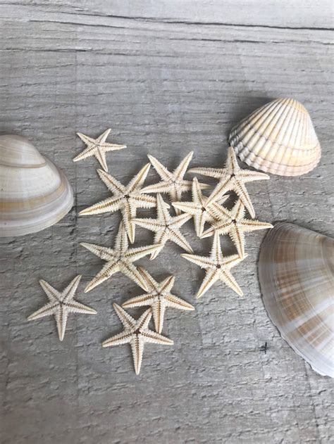 10 Dried Real Starfish Resin Craft Mini Seashells Free Uk Etsy
