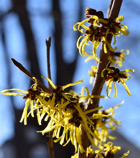 More Witch Hazels For Winter Into Spring Bloom Before You Garden