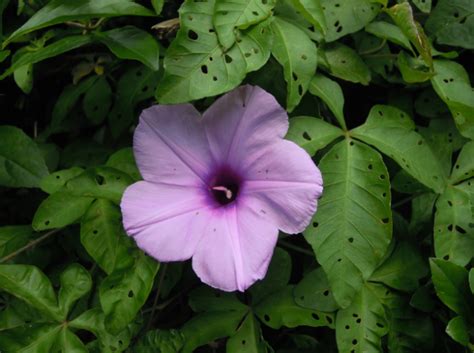 Bunga terkecil di dunia ini tidak dapat dilihat dengan mata telanjang. 50 Jenis Bunga Tercantik di Dunia, Terlengkap! (GAMBAR ...