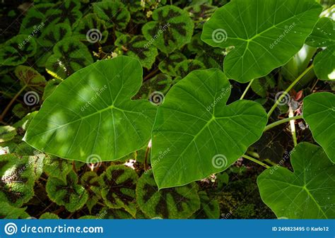 Very Nice Large Leafs Of Tropical Colocasia Gigantea Also Called Giant