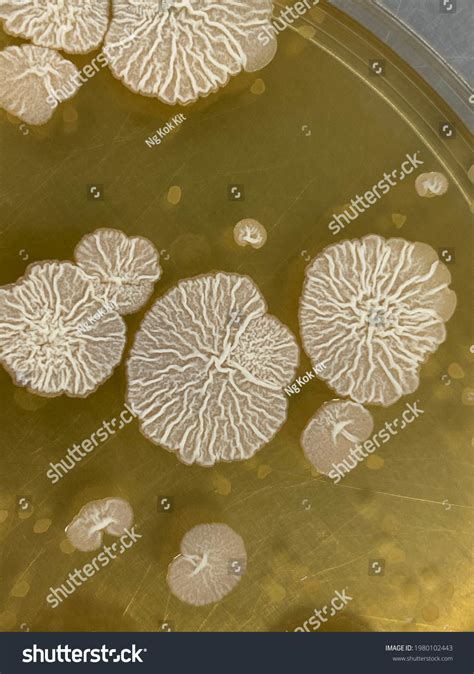 Closeup Bacteria Bacillus Subtilis Colonies On Stock Photo 1980102443