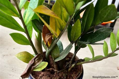 How Do You Know When A Zz Plant Is Dying 9 Common Signs Simplify