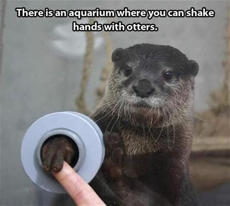 48 Best Otter Puns Images On Pinterest Otter Otters And Funny Animal