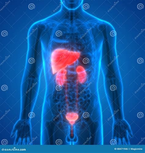 Human Body Organs Liver With Kidneys Anatomy Stock Photography