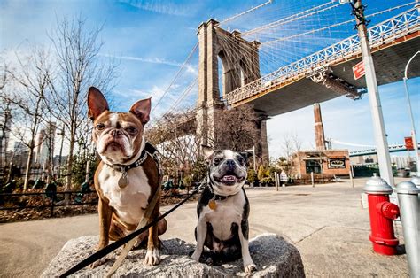 The Most Pet Friendly Cities In 2020 10 Most Today
