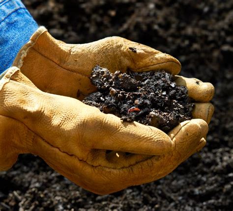 Soils For Gardeners Unlocking The Secrets To The Living Component Of A