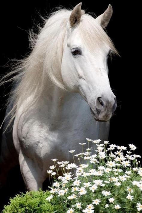 White Stallion White Horse Beauty Beautiful Gorgeous Hest