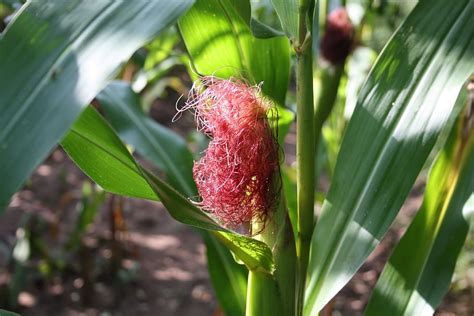 Hd Wallpaper Corn Cornfield Leaves Fruit Earth Bauer Farmer