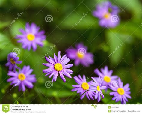 Purple Daisies Stock Photo Image Of Plant Flowers Closeup 44871892