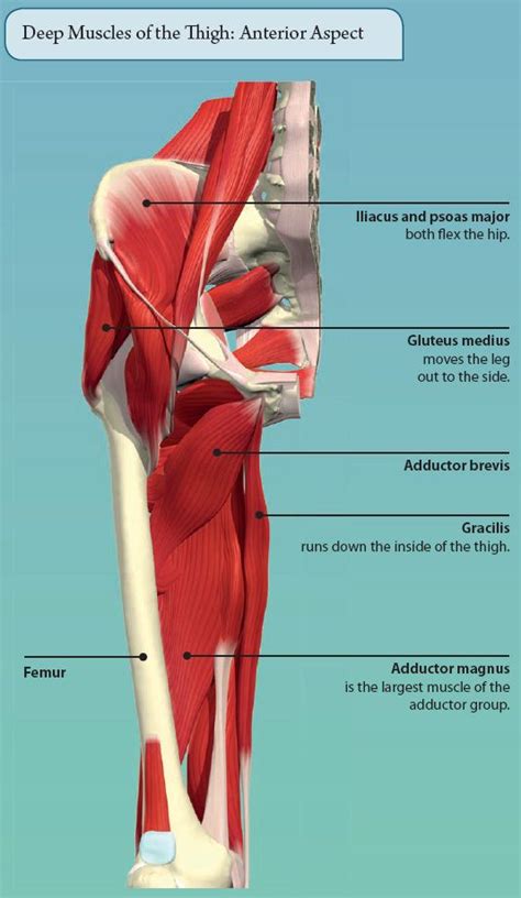 Hip Muscles And Actions