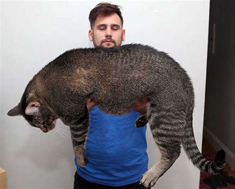 fotos mostram os maiores gatos do mundo