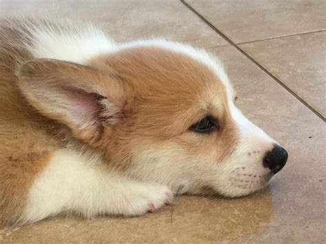 She definitely has that puppy spirit where she bounces around. Corgi Rescue North Texas | PETSIDI