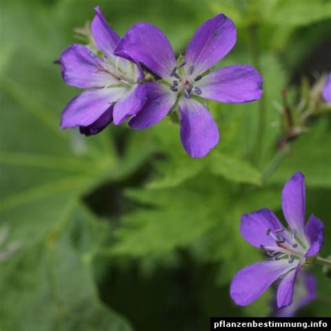 Please check other species of the genus and distribution of the plants in your area, when use this gallery to id your flowering tree. Plant identification blue and purple flowers