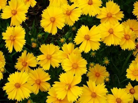 Jul 13, 2021 · if you deadhead your salvias regularly, these perennials just might bloom all summer for you. Stunning Perennials That Bloom All Summer in 2020 | Yellow ...