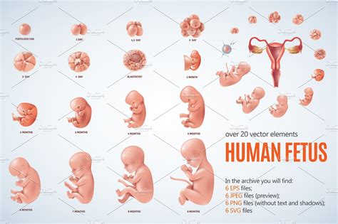 Human Fetus Set Decorative Illustrations ~ Creative Market