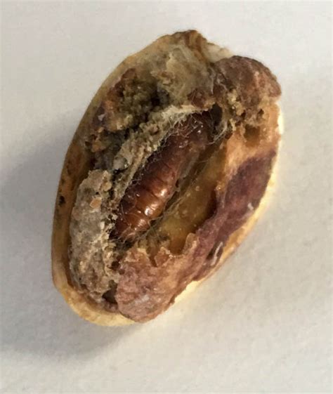 Lidl Shopper Finds Dead Maggot In Pack Of Pistachios Daily Star